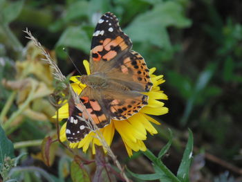 Close-up of butterfly pollinating on flower