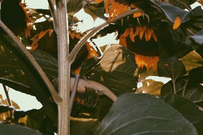 Close-up of fresh red fruit on plant