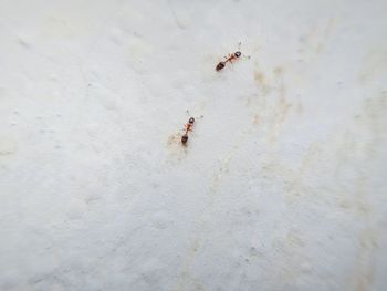 High angle view of insect on beach