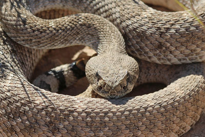 Close-up of snake