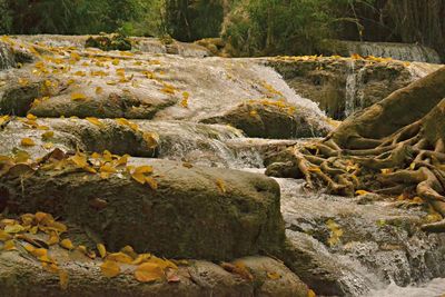 Scenic view of river flowing through rocks