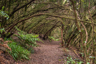 Trees growing in forest