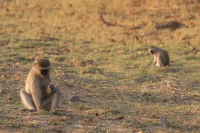 Monkeys sitting on a field