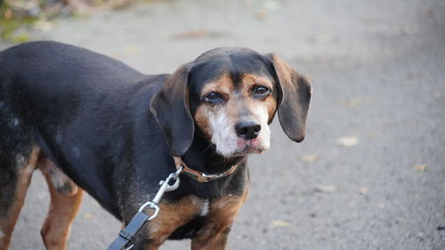 Portrait of dog