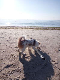 View of dog on beach