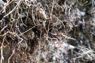 Close-up of dried plant