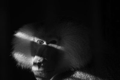 Close-up portrait of a monkey looking away