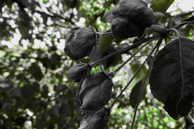 Low angle view of black growing on tree