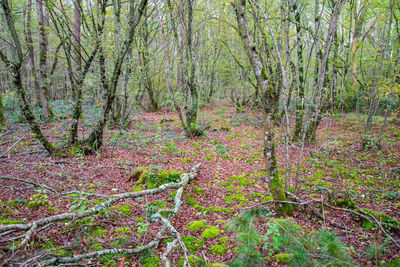 Trees in forest