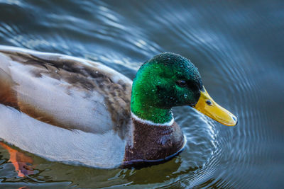 Close-up of mallard duck swimming in lake