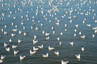 High angle view of birds flying in water