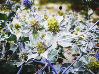 Close-up of purple flowering plant leaves