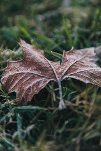 Close-up of dry maple leaf on land