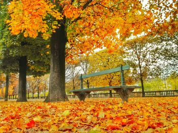 Autumn leaves in park