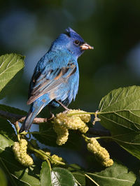 Close-up of bird perching on plant