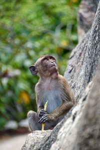 Close-up of monkey sitting on rock