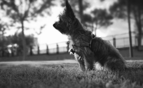 Close-up of dog on grass