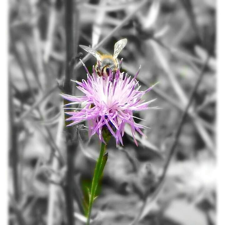 flower, petal, freshness, fragility, flower head, purple, growth, beauty in nature, close-up, single flower, blooming, focus on foreground, plant, nature, pollen, pink color, insect, one animal, in bloom, pollination