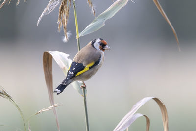 Close-up of bird perching on branch