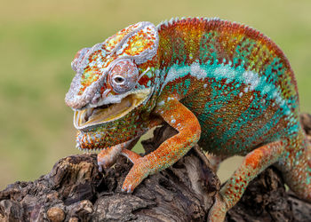 Close-up of lizard