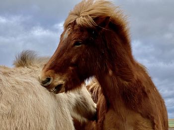 Close-up of a horse