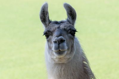Close-up portrait of a lama
