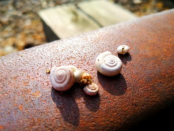 Close-up of shells on rock