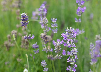 Close-up of lavender blooming outdoors