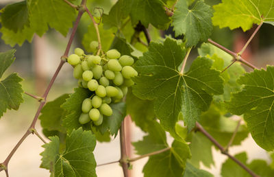 Closeup of growing white grape vine