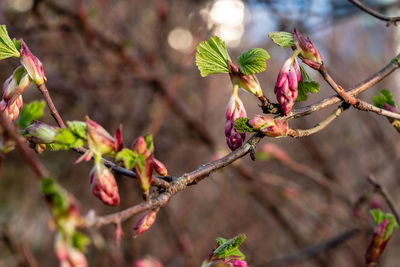 Close-up of pink cherry blossom tree