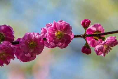 Close-up of pink cherry blossom flowers