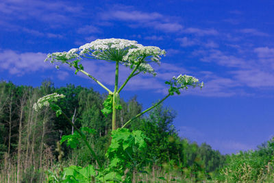 Scenic view of blue flowering plants on field against sky