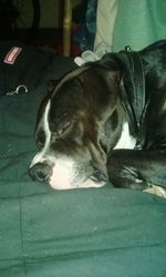 Close-up of dog relaxing on floor