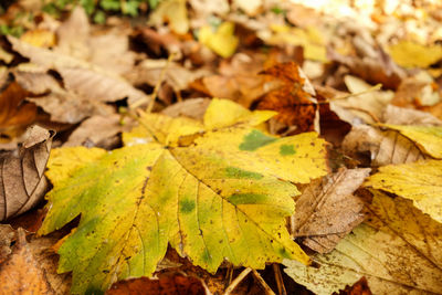 Close-up of dry maple leaves