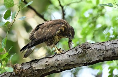 Low angle view of eagle perching on branch
