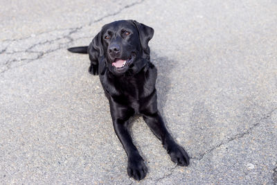 High angle portrait of black dog sitting outdoors