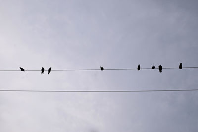 Low angle view of birds perching on cable