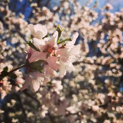 Close-up of white apple blossoms in spring