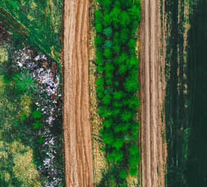 High angle view of trees on field