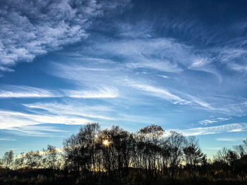 Low angle view of trees on field against sky