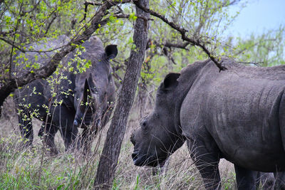 Dehorned rhinoceros with a horned rhinoceros in african bush. conservation icons. 