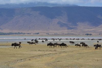 African wildlife in ngorongoro crater in tanzania