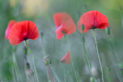 Close-up of red poppy flowers on field