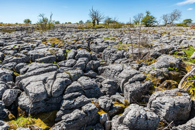 Plants growing on rocks