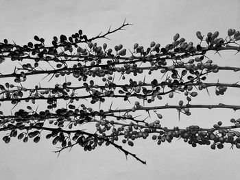 Low angle view of plants on branch against sky