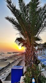 Palm trees by sea against sky