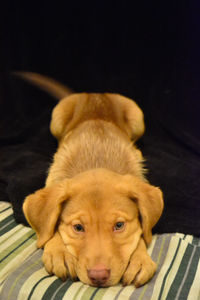 Close-up portrait of a dog