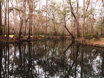 Reflection of trees in lake