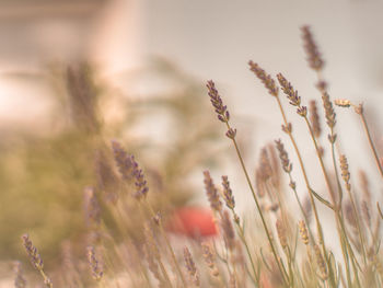 Close-up of stalks in field against sky