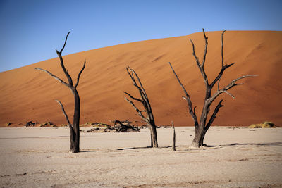 Bare trees at namib desert